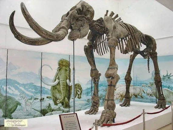 Fossil of a mammoth from the Quaternary period in the Natural History Museum